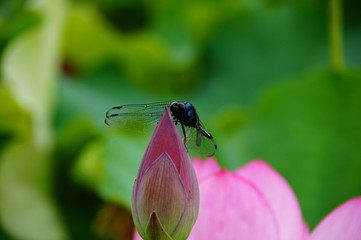 ハスにとまるトンボ