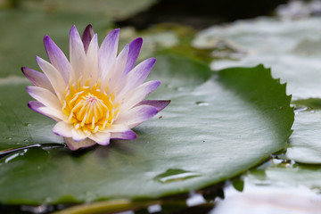 Water Lily: The name of the nymph named "Purple Joy", which is a beautiful purple lotus on a lotus leaf.