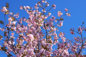 風景　桜　空　茨城