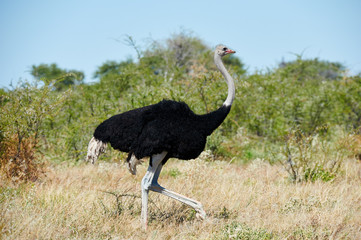Male ostrich walks in the savannah