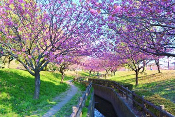風景　春　桜　道　川　茨城