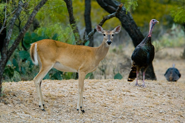 Whitetail Doe And Rio Grande Wild Turkey Gobbler