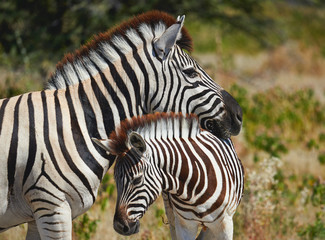 Mother zebra and her cub © lucaar