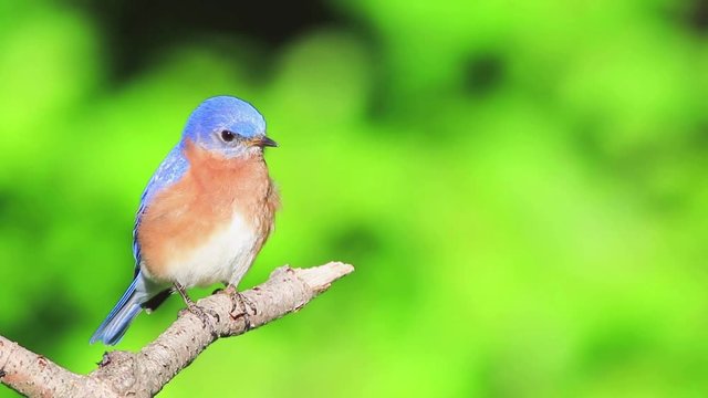 Eastern Bluebird, Sialia sialis, male perched on branch, puffs feathers, looks around and sings