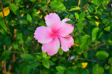  beautiful flower In the backyard is refreshing