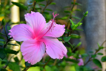  beautiful flower In the backyard is refreshing