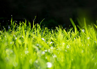 Background with green grass, dew in the rays of the sun. Bokeh