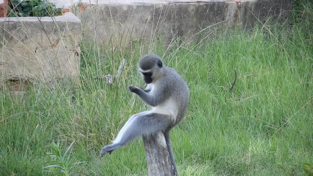 Wild Vervet Monkey Relaxing on a Wooden Pole, Acting as a Look Out