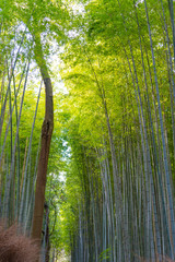 Arashiyama Bamboo Grove Zen garden, a natural forest of bamboo in Arashiyama, Kyoto, Japan