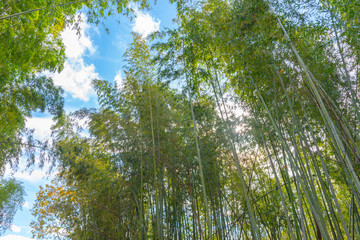 Arashiyama Bamboo Grove Zen garden, a natural forest of bamboo in Arashiyama, Kyoto, Japan