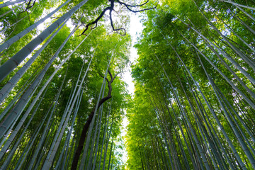 Arashiyama Bamboo Grove Zen garden light up at night, a natural forest of bamboo in Arashiyama, Kyoto, Japan