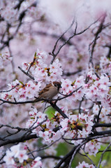 Cherry blossoms along the river.