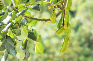 Branch of carob tree