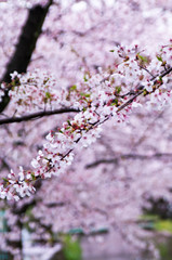 Fototapeta premium Cherry blossoms along the river.