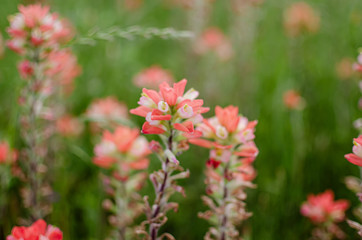 Texas Wildflowers