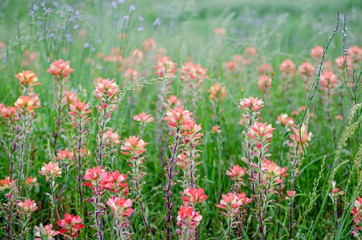 Texas Wildflowers