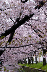 Cherry blossoms along the river.