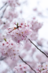 Cherry blossoms along the river.