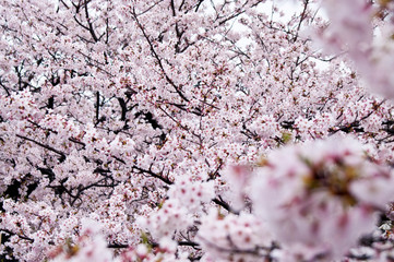 Cherry blossoms along the river.
