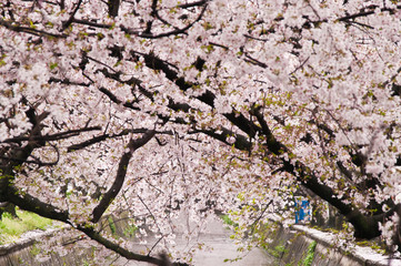 Cherry blossoms along the river.