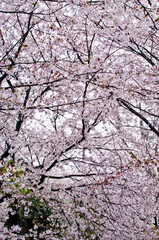 Cherry blossoms along the river.