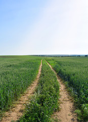 Fototapeta na wymiar Wheat field landscape in vivid colors. young green wheats close to a country road in rural area.