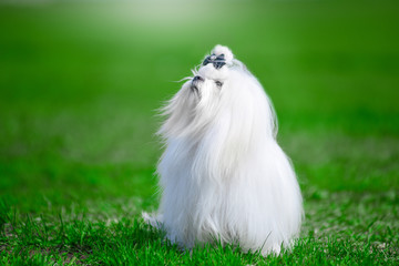 White dog breed Maltese on the grass.