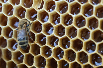 Macro photo working bee on honeycells. Concept of beekeeping.
