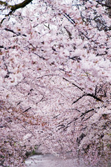 Cherry blossoms along the river.