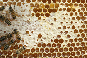 Bees on a honeycomb with fresh honey.