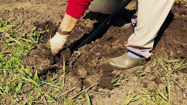 Old woman removes grass with forks