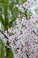 Cherry blossoms along the river.