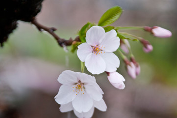 Fototapeta premium Cherry blossoms along the river.