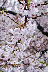 Cherry blossoms along the river.