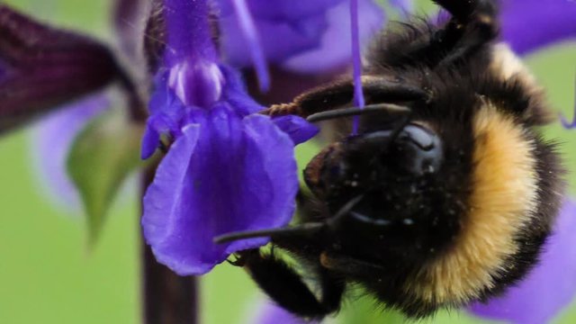 Macro shot of a bumblebee hanging on a purple flower in slow motion