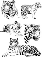 set of vector drawings on the theme of predators tigers are drawn by hand with ink tattoo logos	