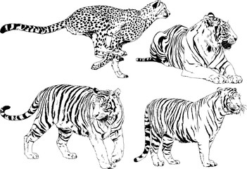 Fototapeta na wymiar set of vector drawings on the theme of predators tigers are drawn by hand with ink tattoo logos 