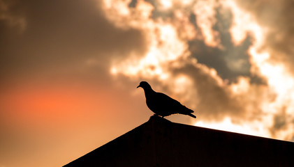 Obraz premium A wild pigeon silhouetted on a rooftop against a dramatic sky image with copy space in landscape format
