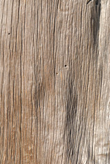 Wood grain from a fallen log naturally dried in the forest.