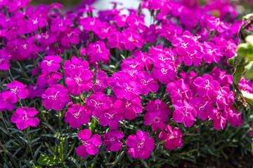 pink flowers in the garden