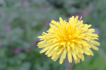 Yellow dandelion in the spring sunny garden