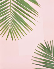 Palm tree leaf on pink background.