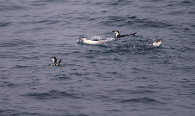 Fototapeta na wymiar Chinstrap Penguins