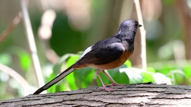 The White-rumped Shama is one of the most common birds in Thailand and can be readily seen at city parks, farm lands, wooded areas, and the national parks; often heard with lovely sweet songs.