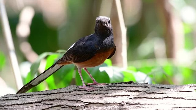 The White-rumped Shama is one of the most common birds in Thailand and can be readily seen at city parks, farm lands, wooded areas, and the national parks; often heard with lovely sweet songs.