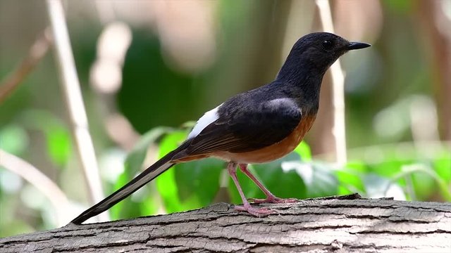 The White-rumped Shama is one of the most common birds in Thailand and can be readily seen at city parks, farm lands, wooded areas, and the national parks; often heard with lovely sweet songs.