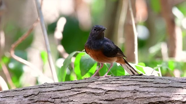 The White-rumped Shama is one of the most common birds in Thailand and can be readily seen at city parks, farm lands, wooded areas, and the national parks; often heard with lovely sweet songs.