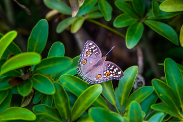 Brown butterfly with yellow and white polka dots on green leaves, beautiful in nature.