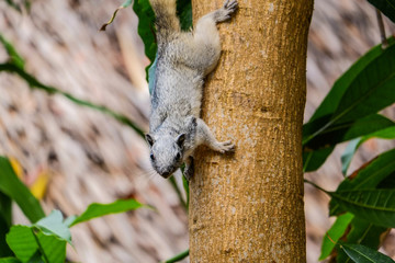 Naughty brown skin is looking for food on the trees in nature.