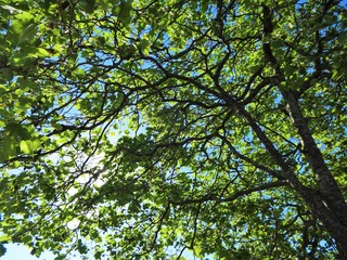 Fototapeta na wymiar Morning sun shining brightly through tree branches in early summer